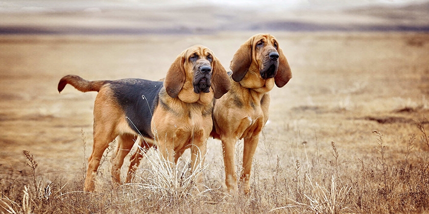 Bloodhound