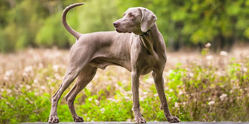 Weimaraner