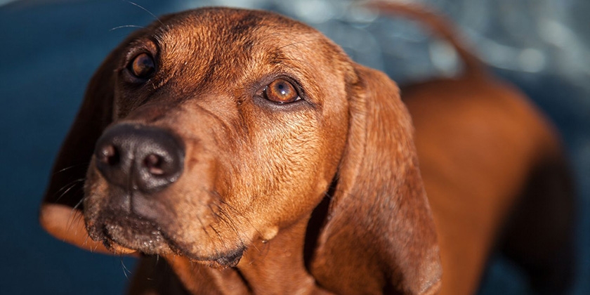 Coonhound rojo