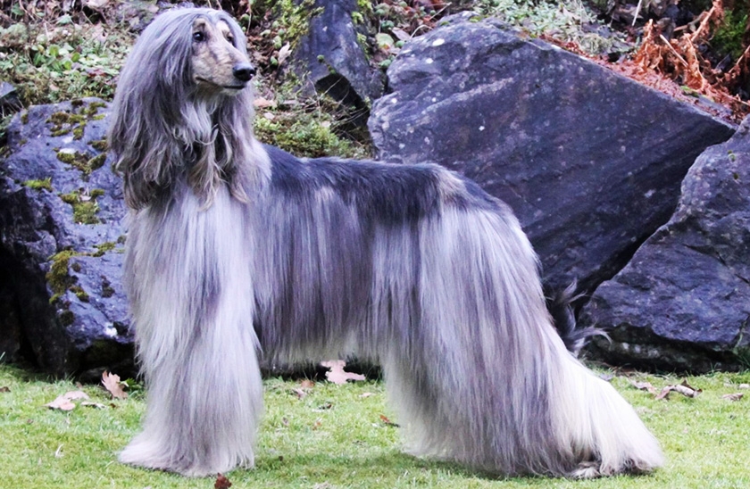 Lebrel afgano