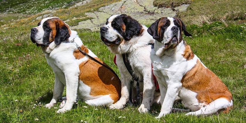 Perros de la raza San Bernardo