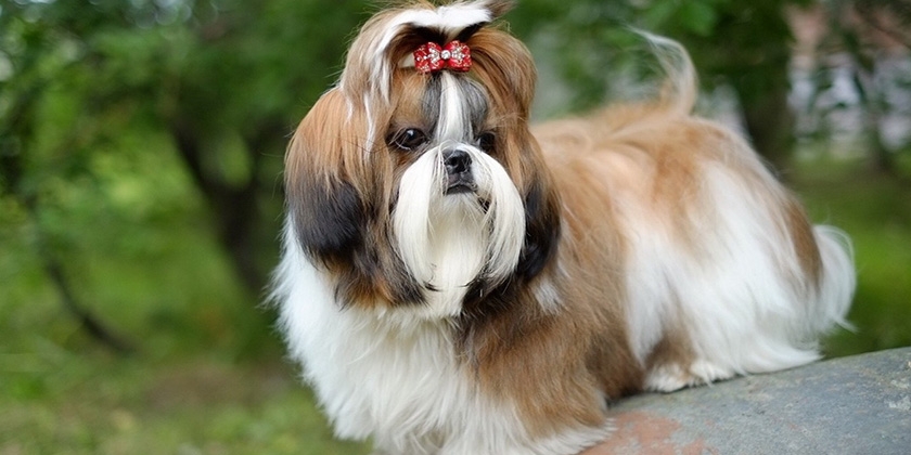 Perro Shih Tzu