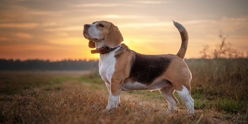 Perro de raza Beagle