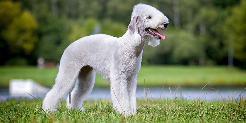 Bedlington terrier