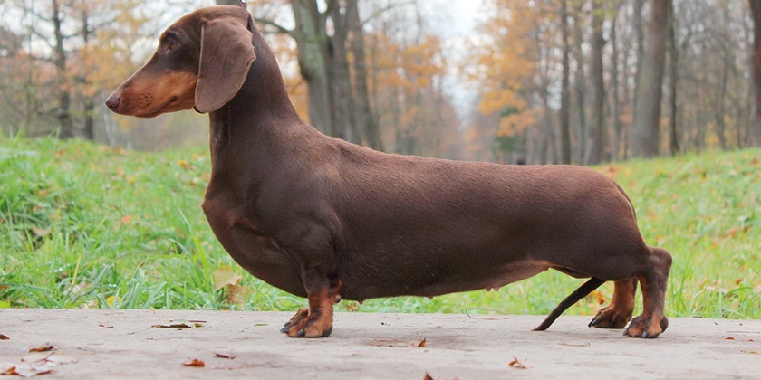 Dachshund de pelo liso