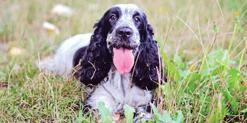 Cocker spaniel