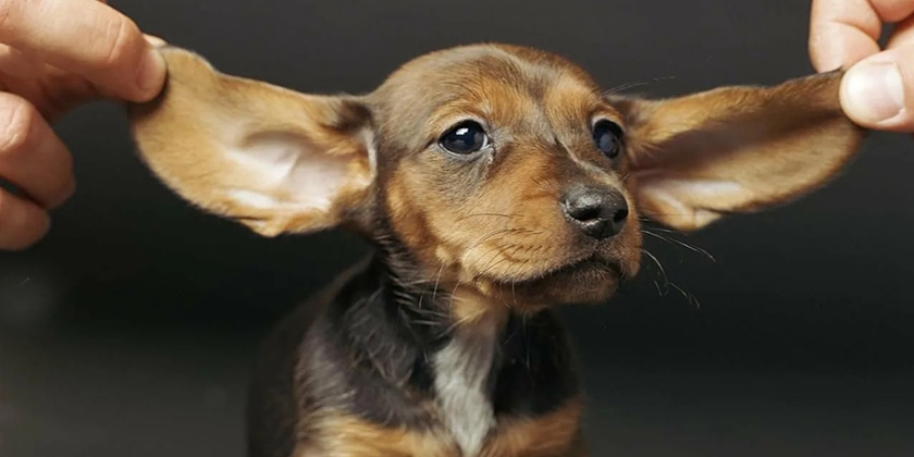 Raza de perro con orejas caídas