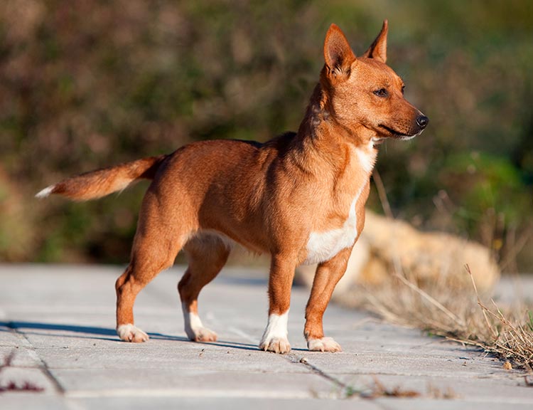 Podenco portugués, raza canina