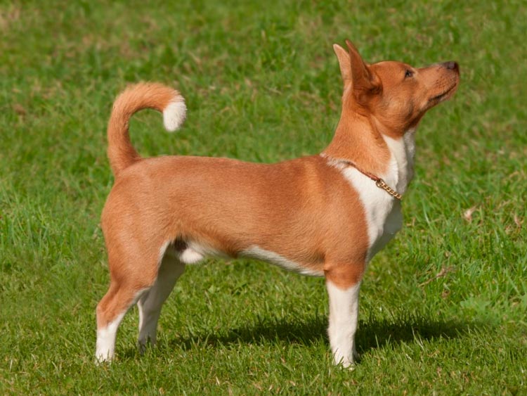 perro de raza Podengo portugués