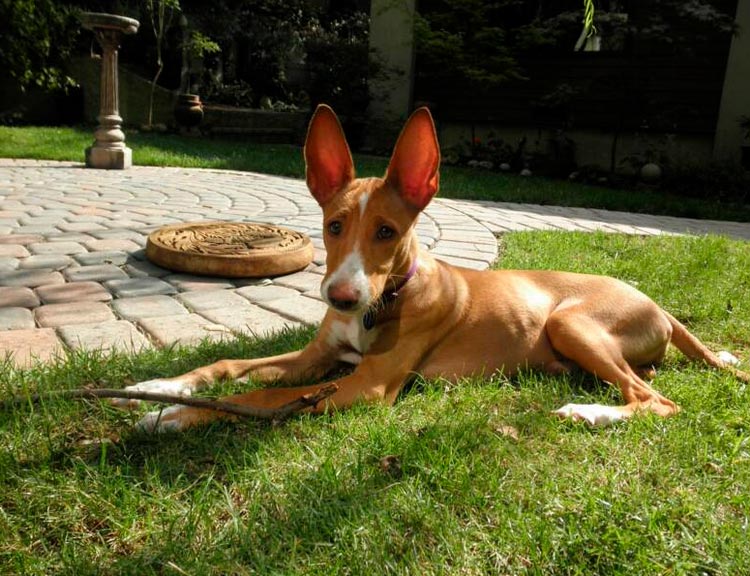 cachorro de la raza Podenco portugués