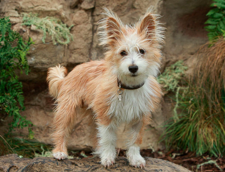 perro de raza Podengo portugués