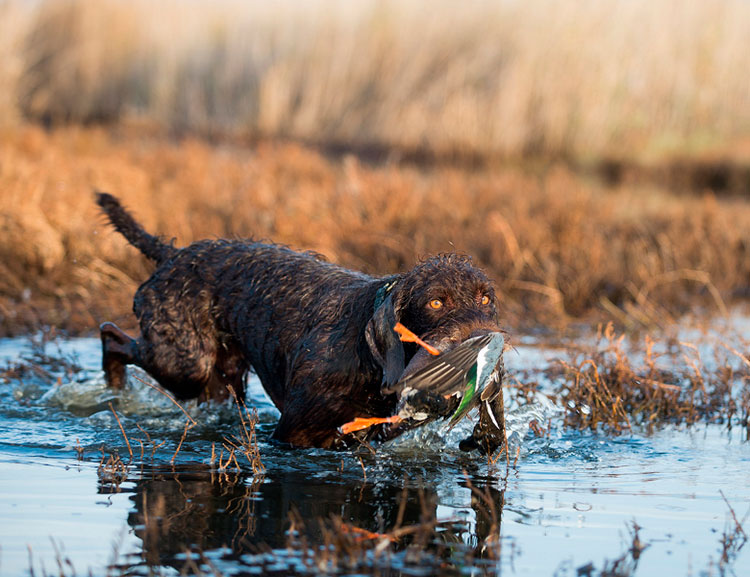 Pudelpointer en el agua