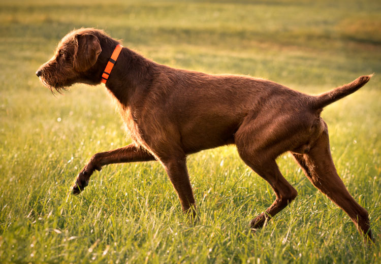 Pudelpointer en el campo