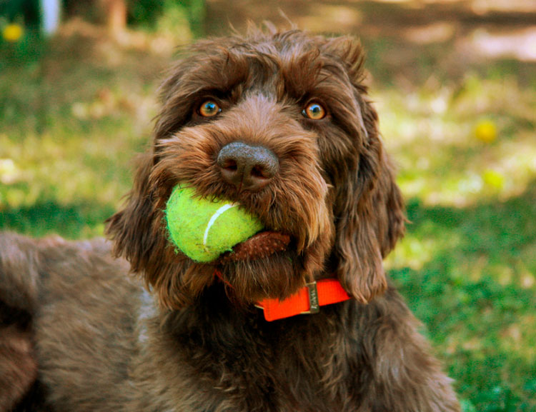 Pudelpointer con una pelota