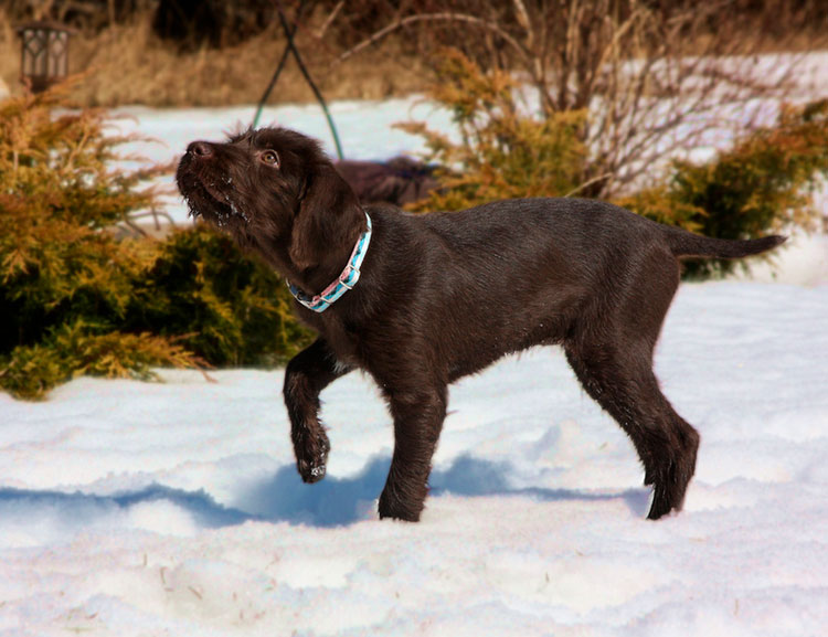Cachorro de la raza Pudelpointer