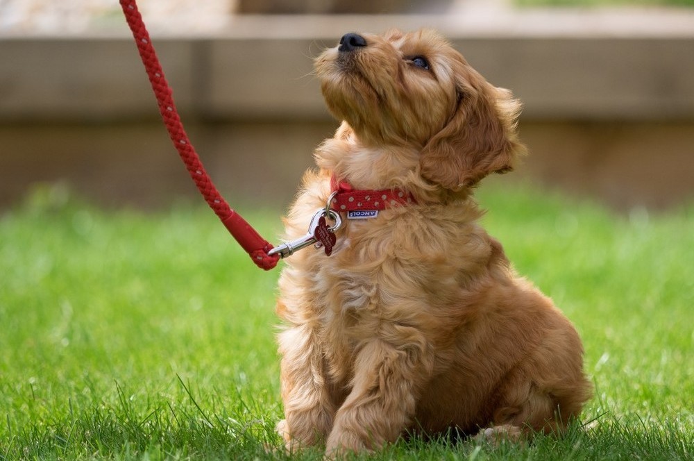 Cachorro con correa en el césped