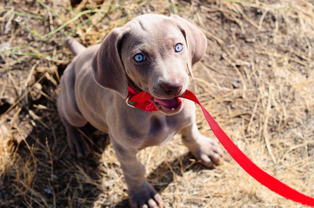 Cachorro con correa roja