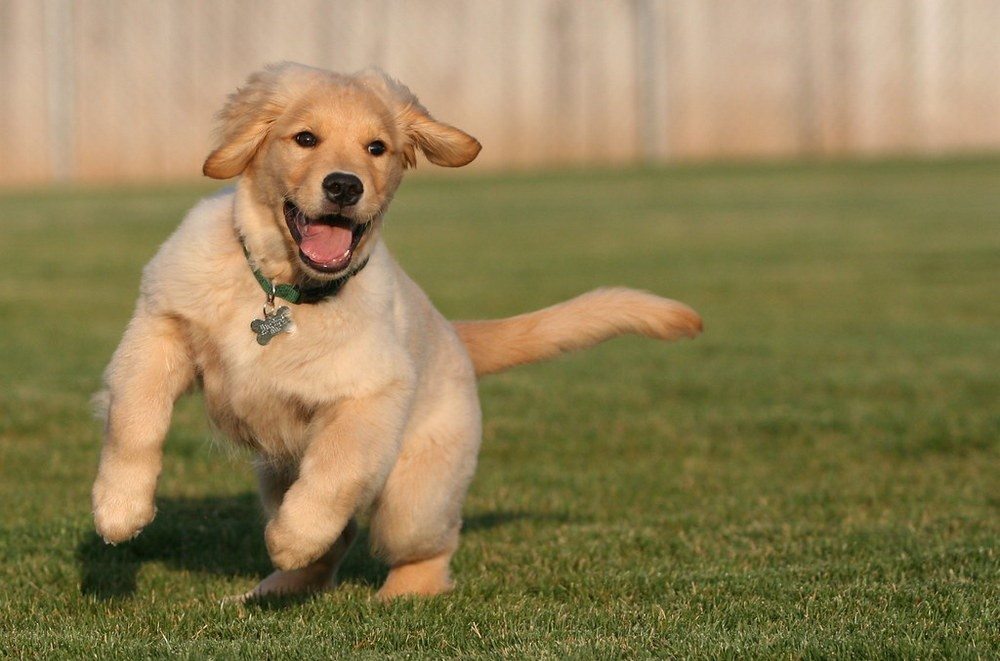 Cachorro en la hierba