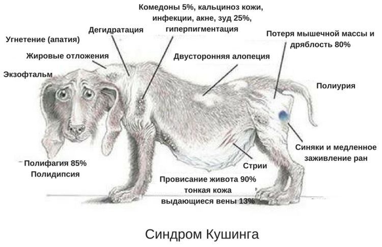 Síntomas del síndrome de Cushing en perros