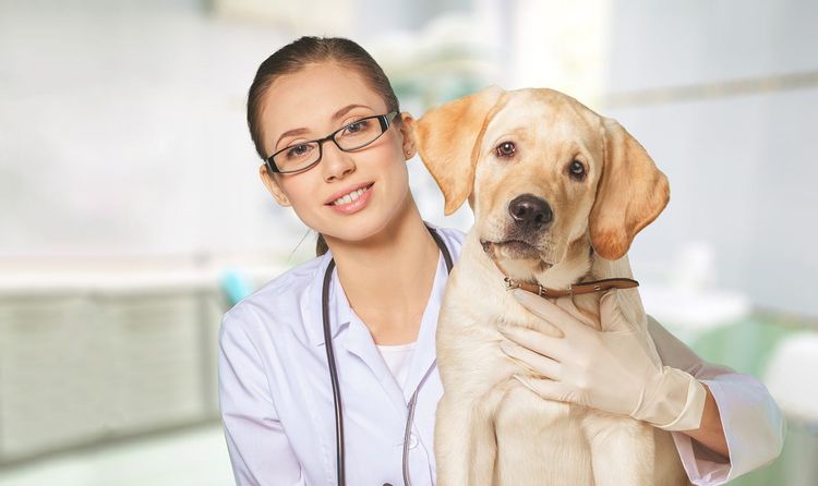 Examen del perro por el veterinario