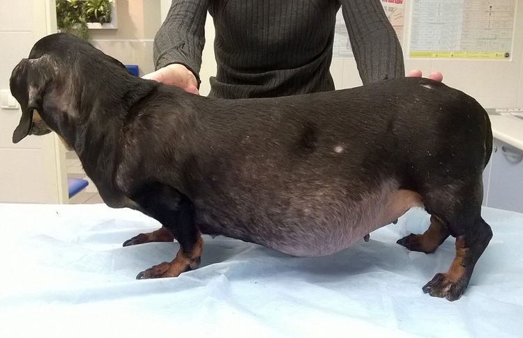 Síndrome de Cushing en perros