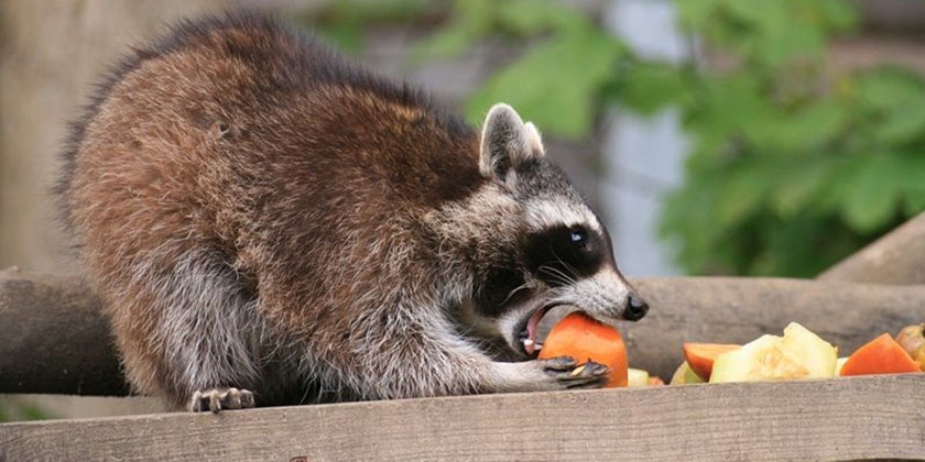 ¿Cuántos años viven los mapaches?