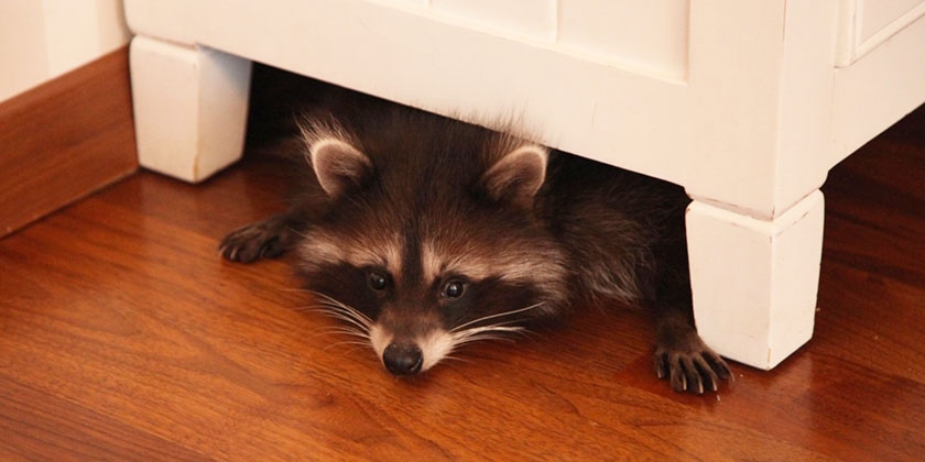 Mapache en el piso