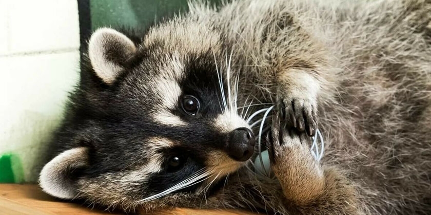 Mapache con un juguete