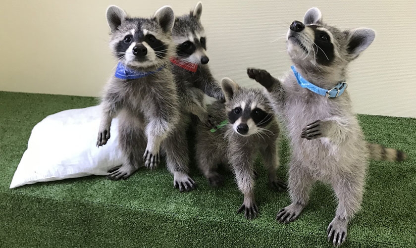 Camada de mapaches