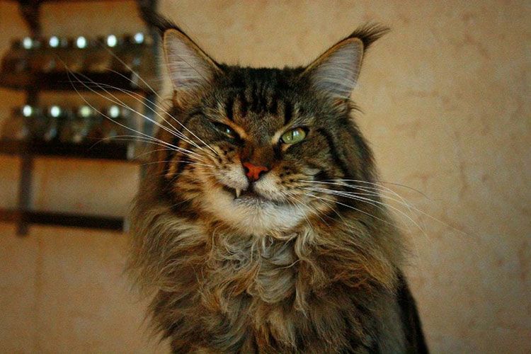 Gato divertido