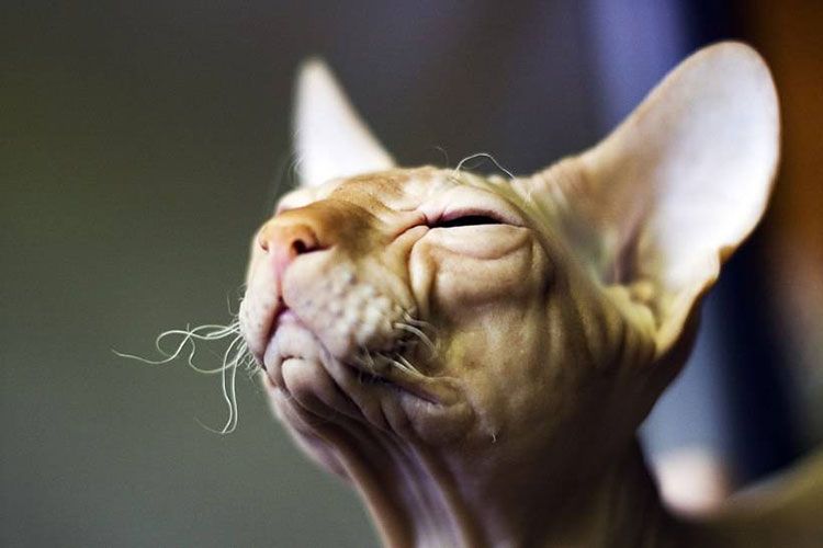 Bigotes del gato esfinge