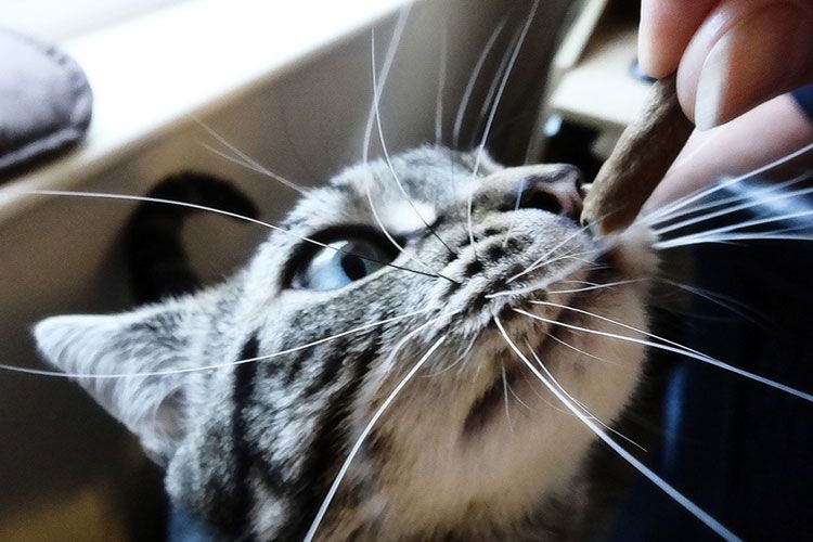 Gato bigotudo