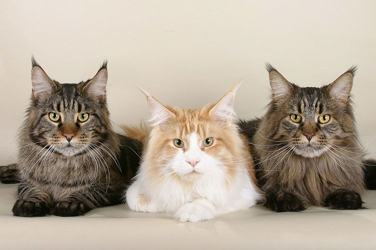Tres Maine Coon