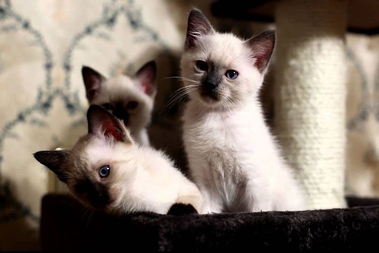 Gatitos siameses