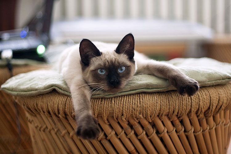 Gato siamés descansando