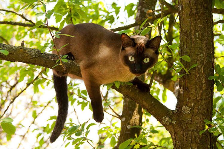 Gato siamés en un árbol