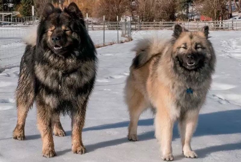 Eurasier (Oirazier)