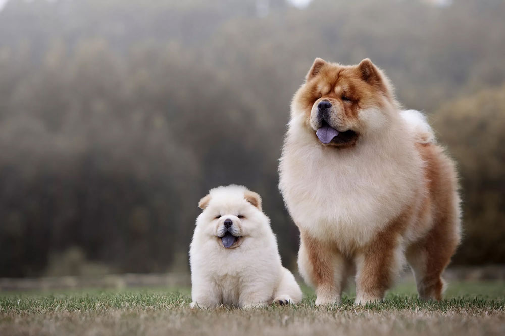 Chow Chow