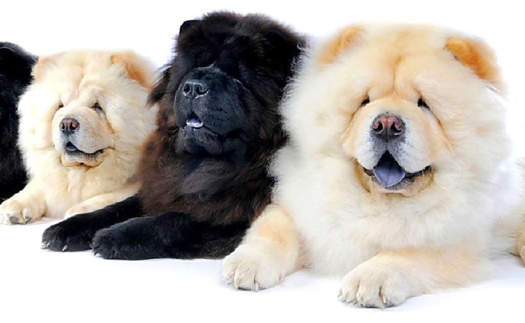 Raza Chow Chow