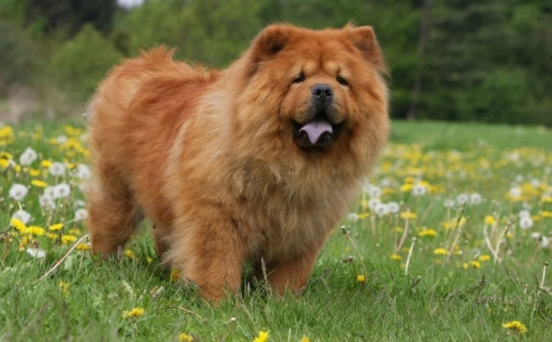 Perro oso