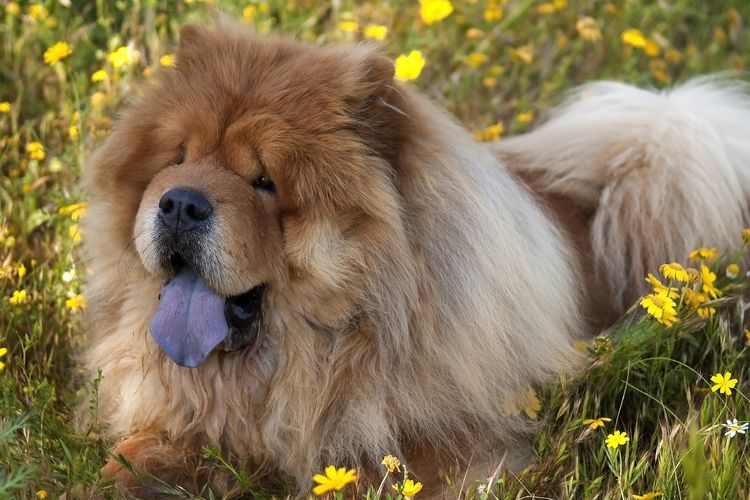 sobaka-s-fioletovym-yazykom-poroda-2 Chow Chow con lengua violeta