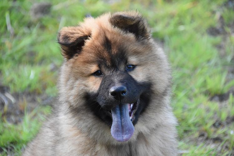 sobaka-s-fioletovym-yazykom-poroda-3 Chow chow