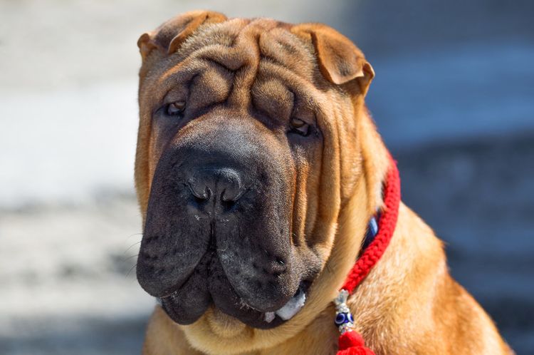 Shar Pei