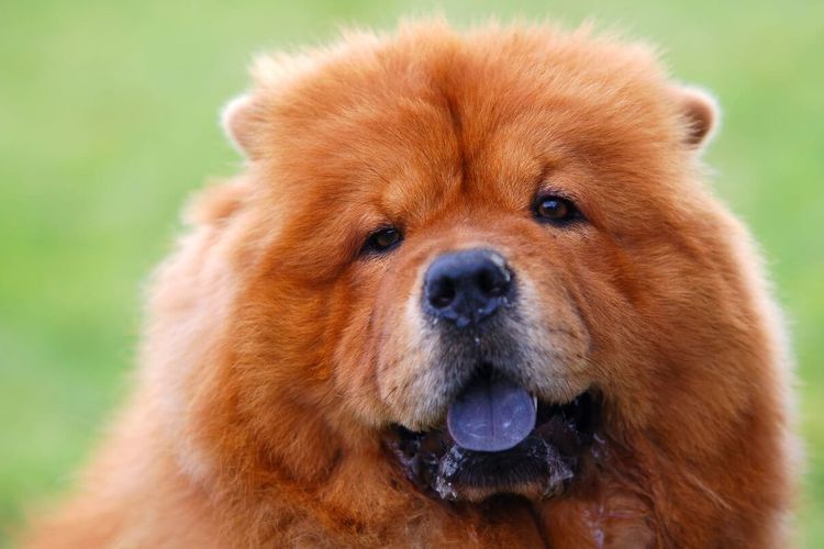 sobaka-s-fioletovym-yazykom-poroda Perro con lengua violeta