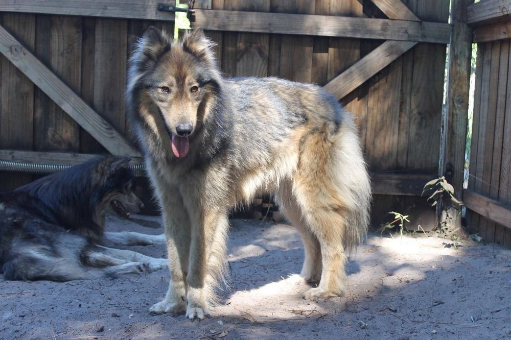 Hunde, Holztore