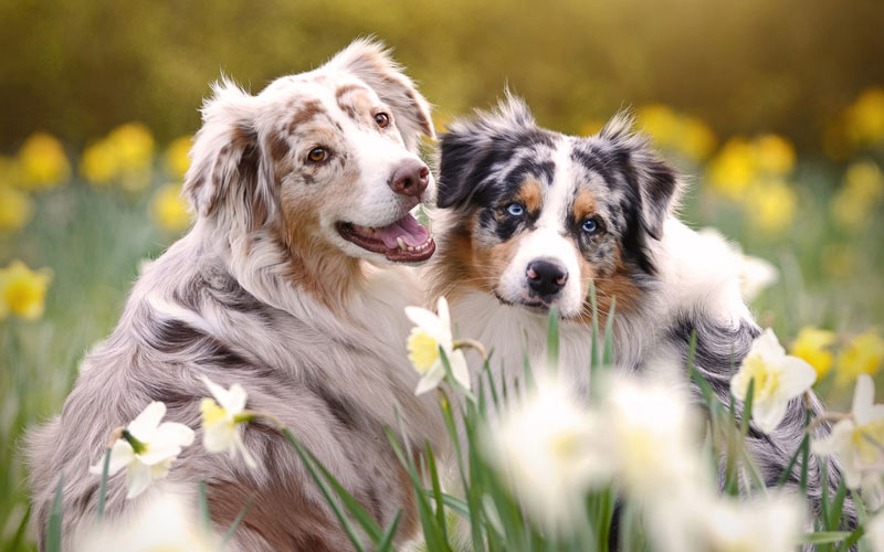 Celo en perros: preguntas fundamentales, posibles complicaciones