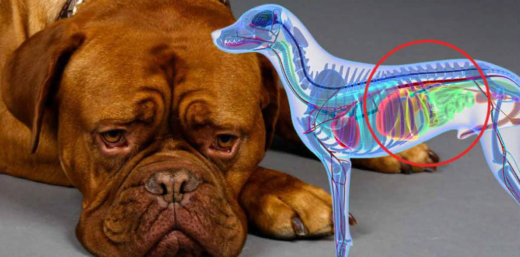 Dolor abdominal en perros: causas, diagnóstico, tratamiento