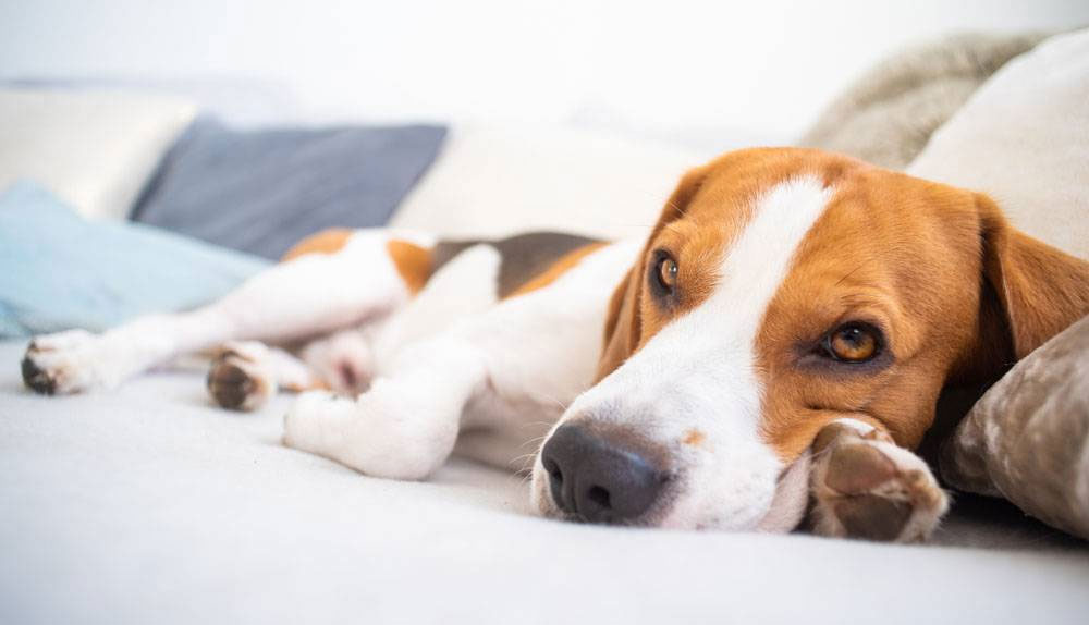 Diagnóstico y tratamiento del dolor abdominal en perros