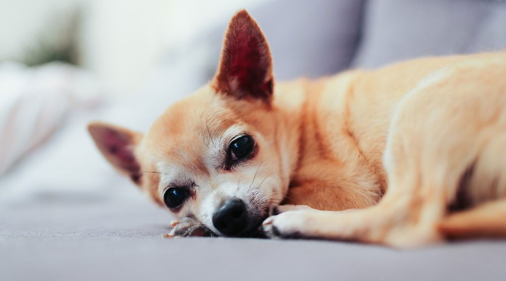 Síntomas de dolor abdominal en perros