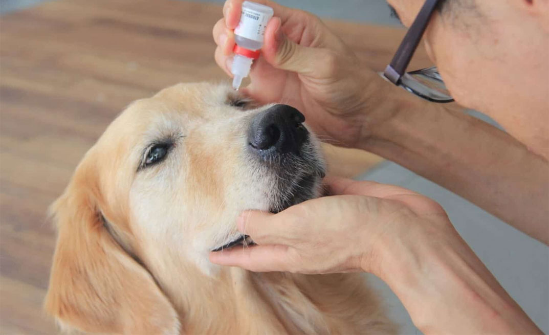 Causas de las legañas y secreciones oculares en perros